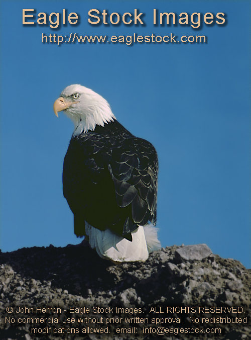 bald eagles - photo #bebst9